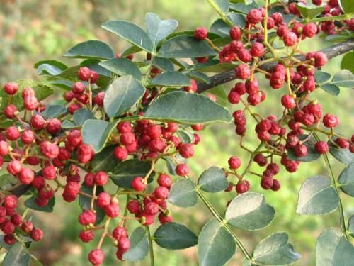 花椒苗 大紅袍花椒苗 花椒苗價(jià)格 山東泰安花椒苗