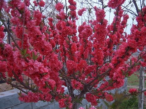 供應(yīng)紅葉碧桃小苗【山東紅葉碧桃小苗】山東紅葉碧桃價(jià)格