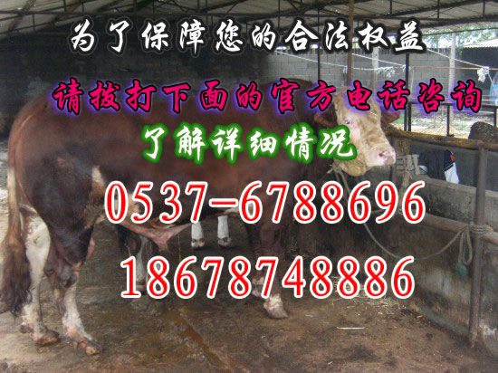 山東牧業(yè)肉牛  三農(nóng)牧業(yè)好14561456