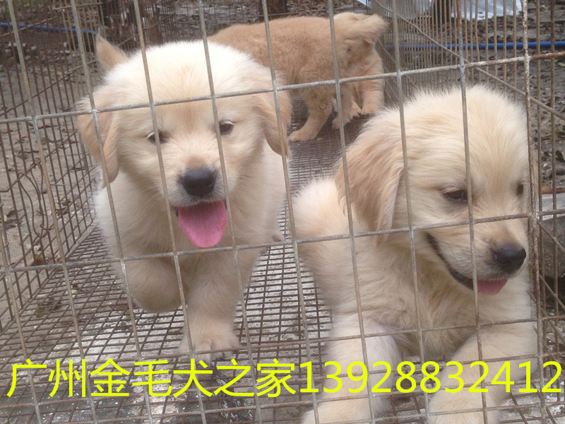 清遠市狗場，清遠市寵物狗買賣，廣州金毛犬之家（狗場）