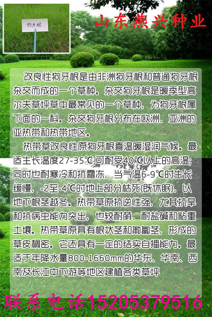 四川省綿陽市四季開花的護坡草種