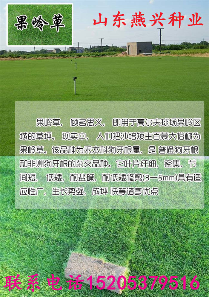 廣東省湛江市護坡草怎么種植