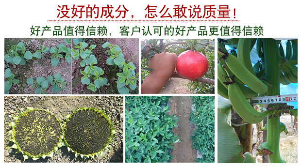 益富源種植菌液在大蒜上的應(yīng)用