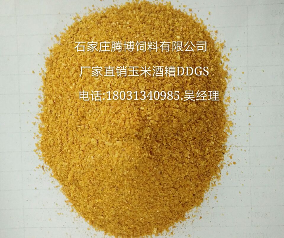 石家莊騰博飼料 廠家供應(yīng);玉米酒糟DDGS