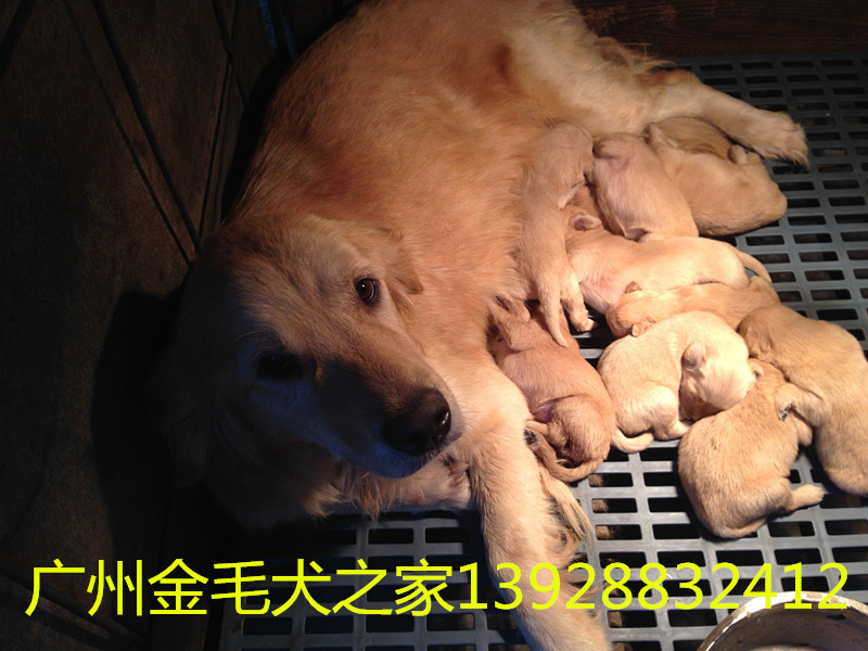 清遠市買狗哪家好，哪家有保障，廣州金毛犬之家（狗場）