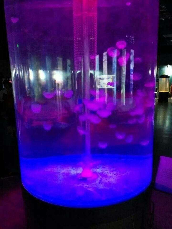 海洋生物展海獅表演