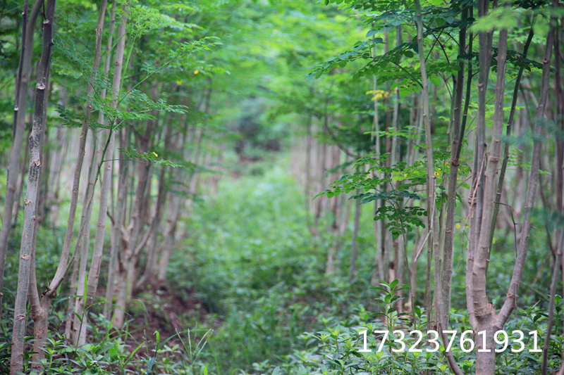 辣木葉 重慶辣木葉種植基地 在涪陵巴山夜雨