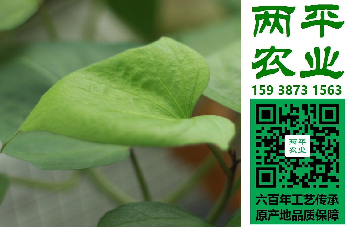 膠州正宗紅薯粉條本地廠家|膠州全手工紅薯粉條生產(chǎn)廠家|膠州紅薯粉條寬粉圓粉【兩平農(nóng)業(yè)】