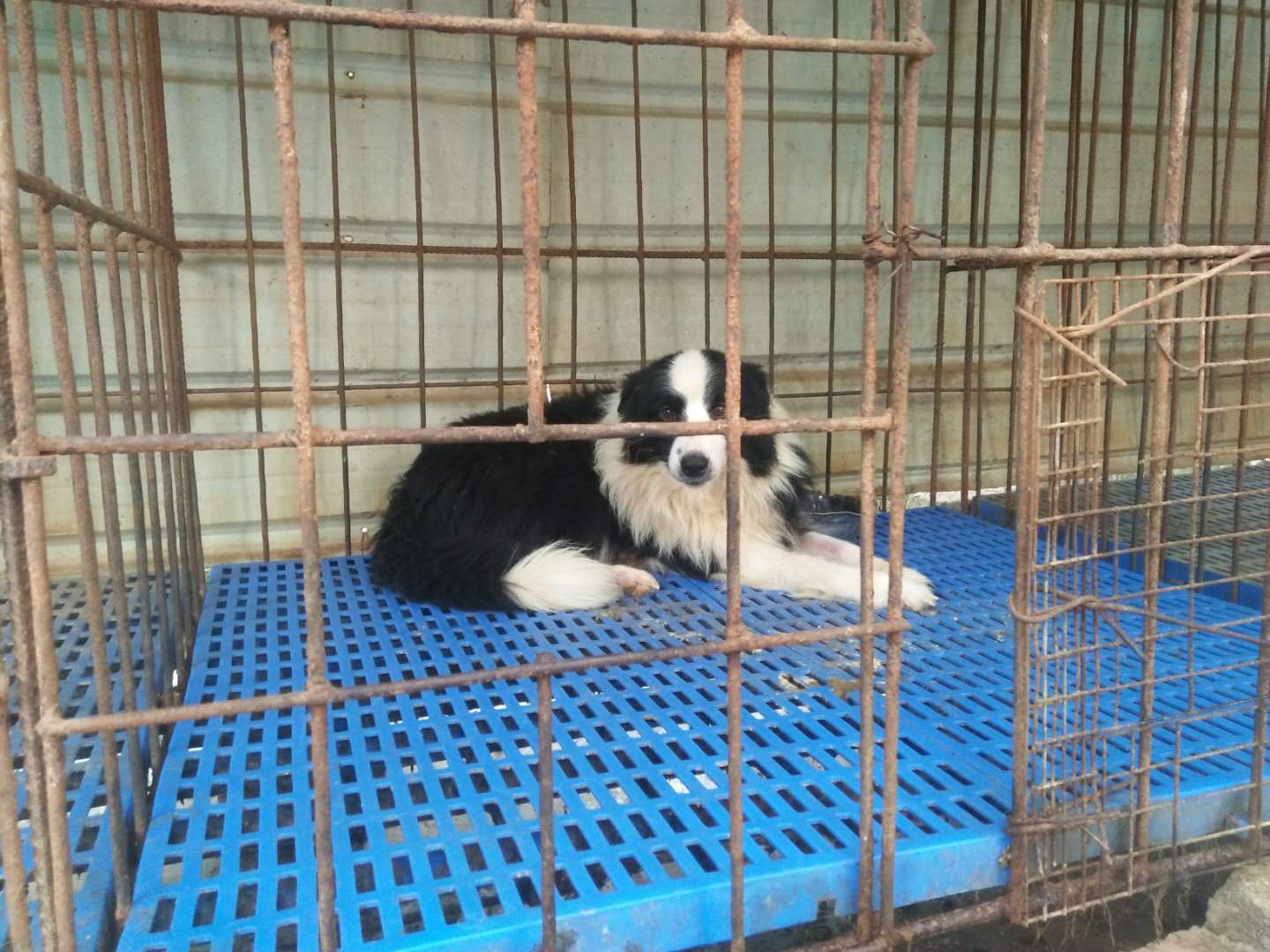 廣州白云區(qū)哪里可以買到純種邊牧幼犬，廣州金毛犬之家