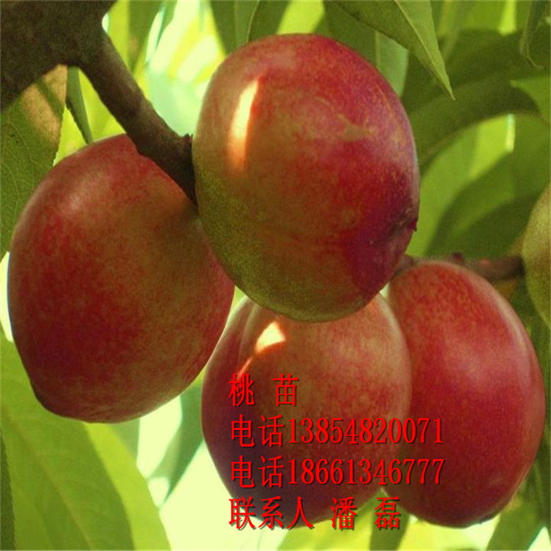 大棚油桃樹(shù)苗 大棚中油4號(hào)油桃樹(shù)苗 大棚油桃樹(shù)苗價(jià)格