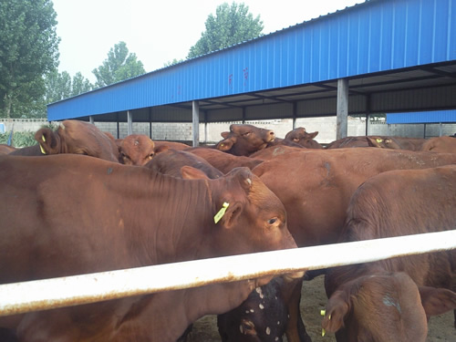 西門塔爾肉牛催肥飼料配方：優(yōu)農(nóng)康飼料添加劑更專業(yè)