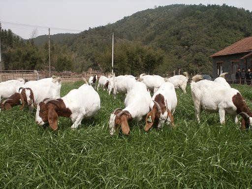 肉羊催肥飼料添加劑：快速長肉選擇優(yōu)農(nóng)康