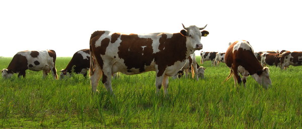 肉牛催肥就試試優(yōu)農(nóng)康微生態(tài)肉牛催肥精 更專業(yè)