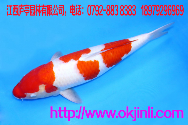 觀賞魚(yú)大日紅白分段純種日本錦鯉活體兩段紅白冷水寵物魚(yú)大型錦鯉