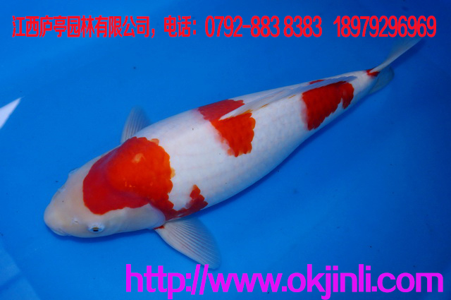 錦鯉養(yǎng)殖場(chǎng)批發(fā)供應(yīng)觀賞魚日本錦鯉魚 品種有紅白 體長(zhǎng)：30cm以上