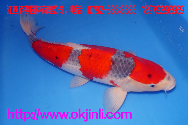 觀賞魚(yú) 純種日本三色 紅白錦鯉活體 鯉科魚(yú)苗價(jià)格優(yōu)惠