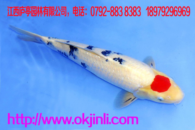 養(yǎng)殖金魚有“三防  防曬：室外養(yǎng)魚，尤其要注意氣溫的變化，在夏天，要搭棚遮陰，以