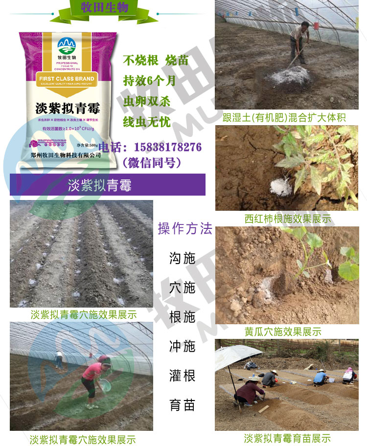 防治番茄根結(jié)線蟲病用什么？