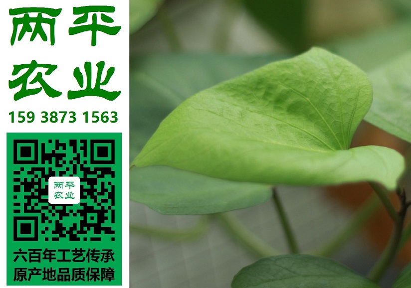 龍巖純紅薯粉條生產(chǎn)企業(yè)|純紅薯粉條代生產(chǎn)公司|純紅薯粉條代生產(chǎn)公司