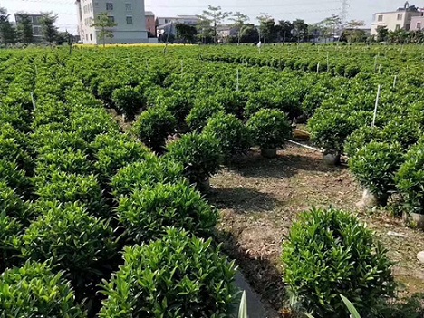 非洲茉莉球，園林綠植，規(guī)格齊全，福建苗木基地直銷