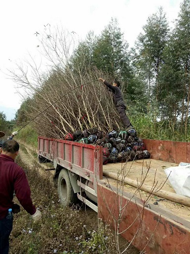 青葉碧桃，園林工程綠化，規(guī)格齊全，福建苗木基地直銷(xiāo)