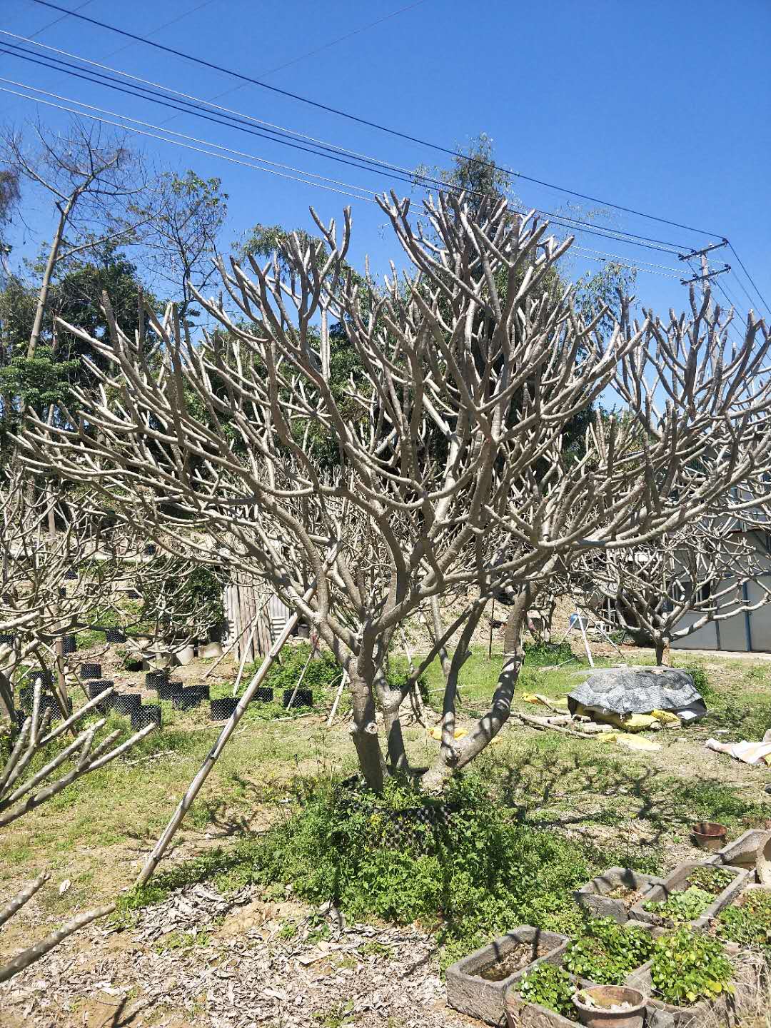 江西九江長期銷售多種規(guī)格雞蛋花