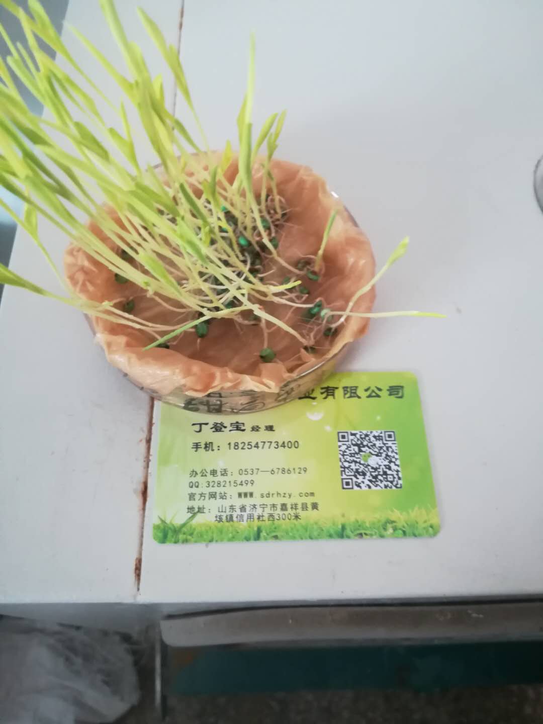 陜西漢中市草坪用什么草種子好四季常綠