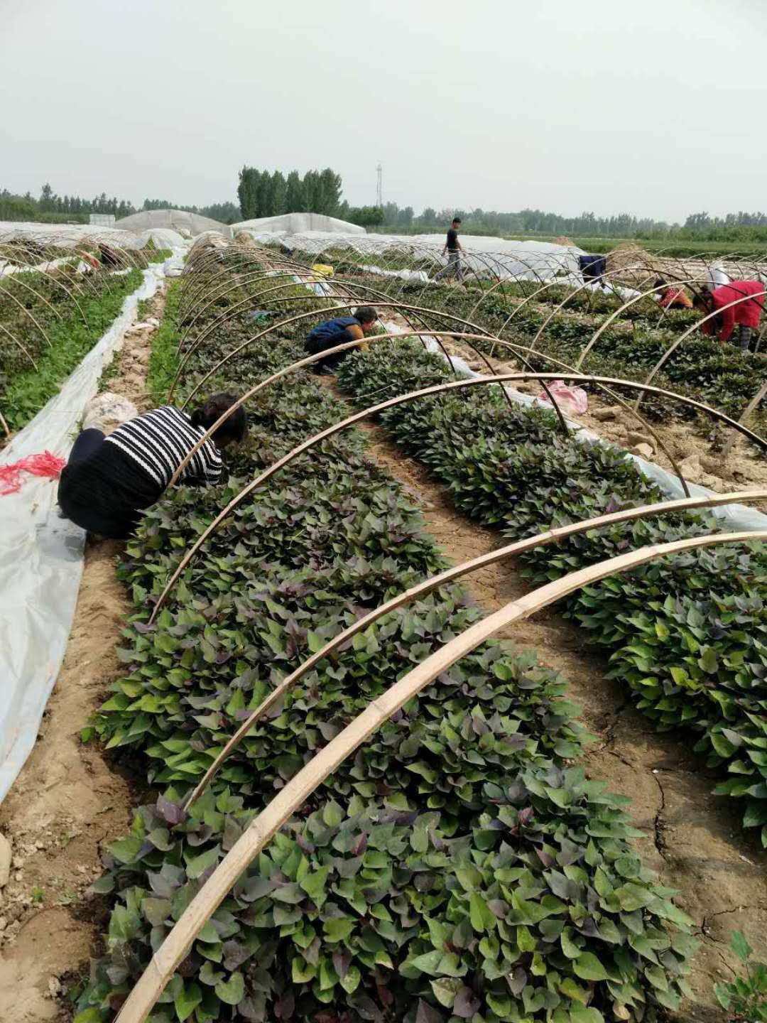 寧津縣紅薯苗價格地瓜苗品種商薯19價格濟薯26價格西瓜紅價格