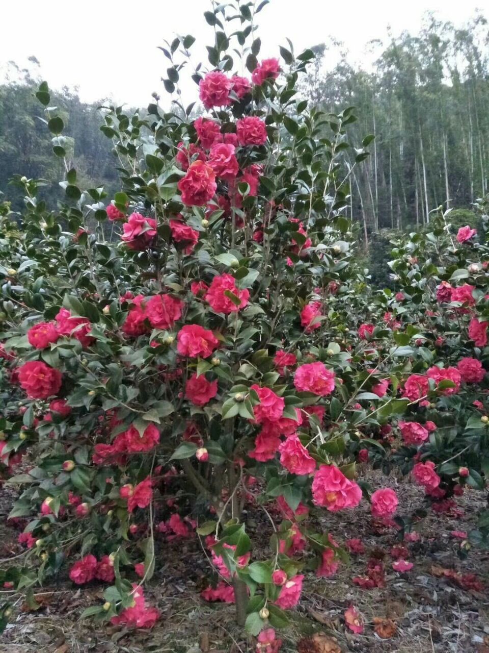 漳州茶花地苗規(guī)格齊全，品種好，價格低