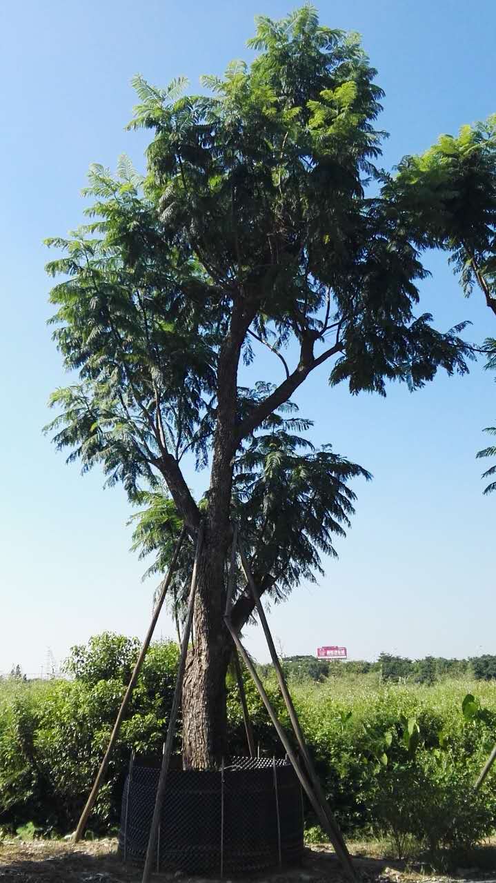 規(guī)格齊全藍(lán)花楹哪里有，價(jià)格實(shí)惠，品種齊全