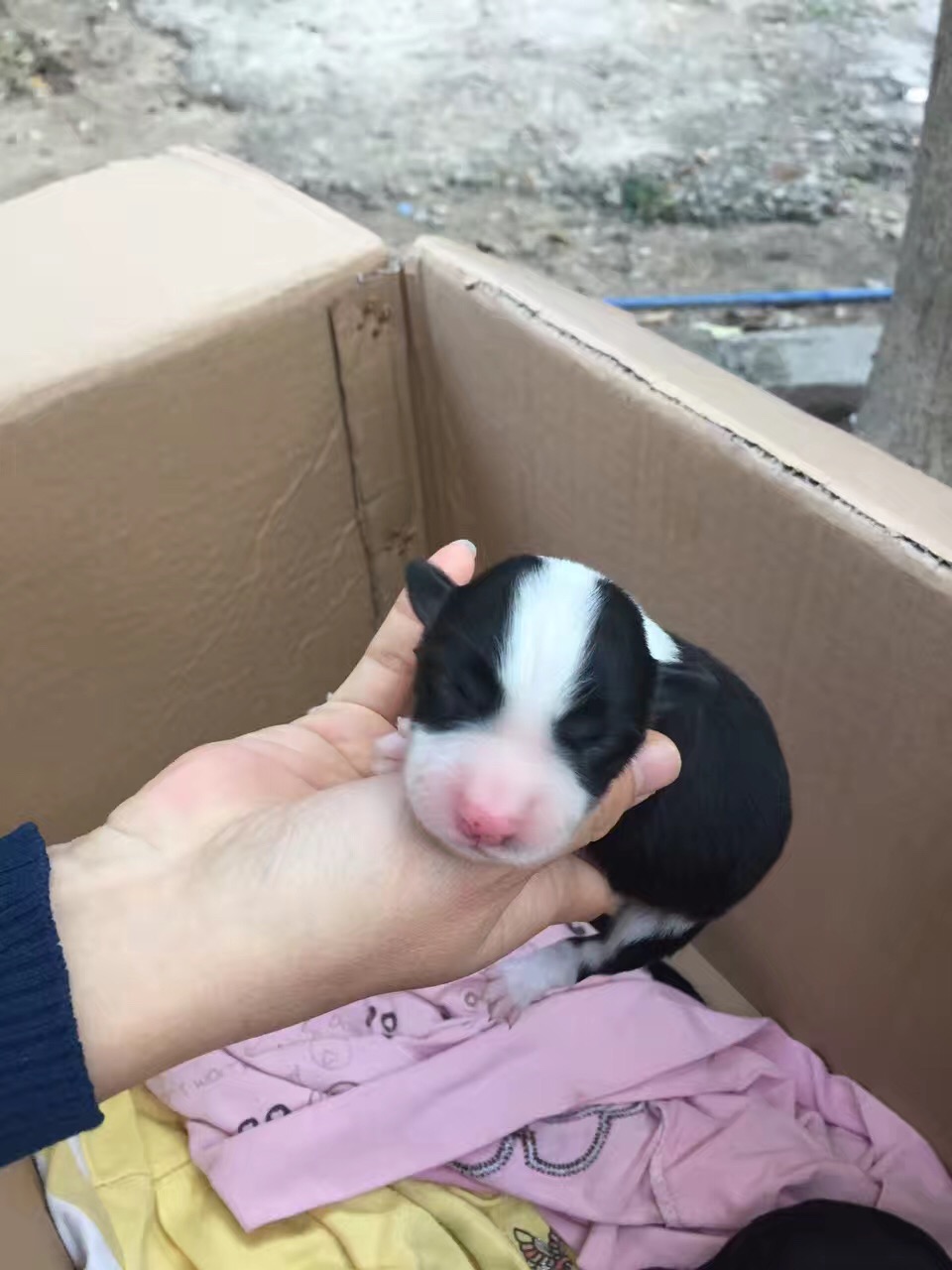 花都哪里買到健康的邊境牧羊犬，廣州金毛犬之家