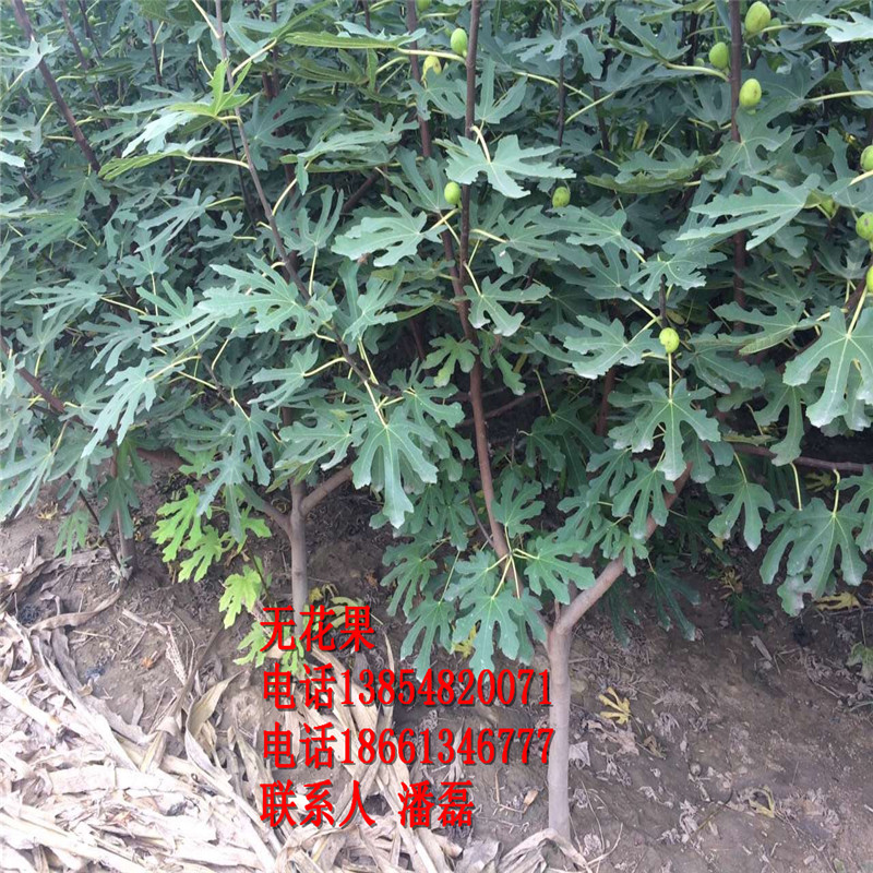 3公分無花果苗 3公分無花果樹苗新品種 3公分無花果樹苗價格