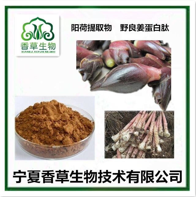 陽荷根提取物5:1 陽荷姜蛋白肽 野良姜膳食纖維粉 陽荷芽汁粉 野陽荷全粉