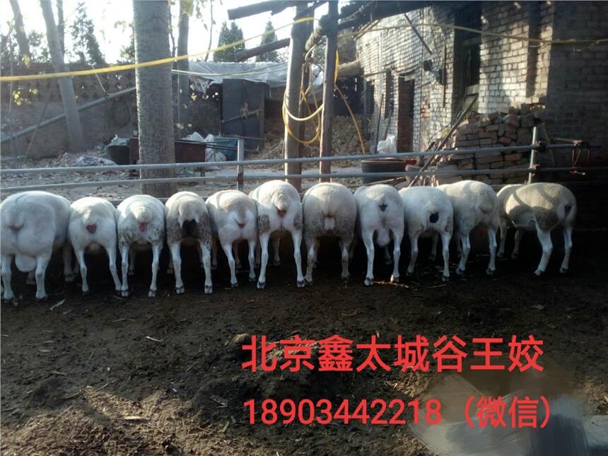 營(yíng)養(yǎng)高的育肥羊飼料 育肥羊飼料見效快的 育肥羊飼料添加劑