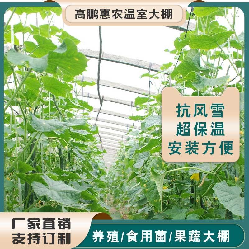 懷化芷江縣蘑菇溫室大棚廠家