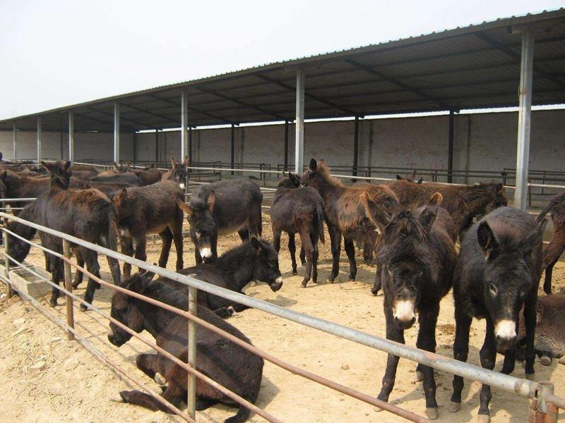 純種肉驢圖片純種肉驢養(yǎng)殖基地