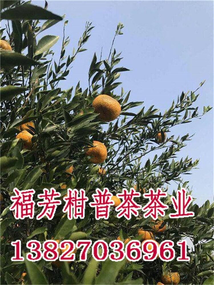 新會柑普茶加工廠家_新會柑普茶什么價格_御廣陳廠家加工批發(fā)零售