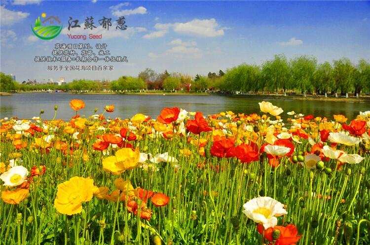 寧夏中衛(wèi)市春季花海規(guī)劃指導(dǎo)施工免費(fèi)設(shè)計(jì)