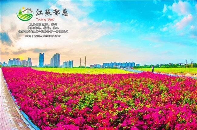 咸寧市景區(qū)花海設計專業(yè)公司