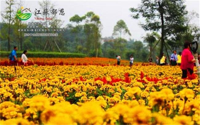 欽州市花海基地承接打造