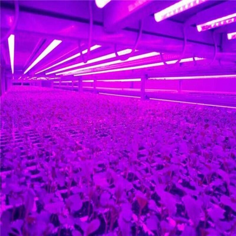 led植物生長燈品牌排行榜