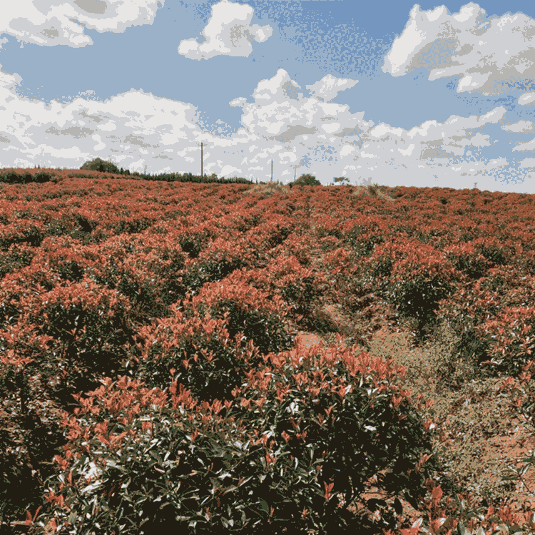 花卉 優(yōu)質(zhì)苗圃基地 綠化苗木基地供應(yīng) 紅葉石楠球