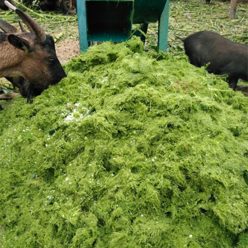 便捷式農(nóng)用便捷式打漿機立式鵝飼料青草養(yǎng)殖戶