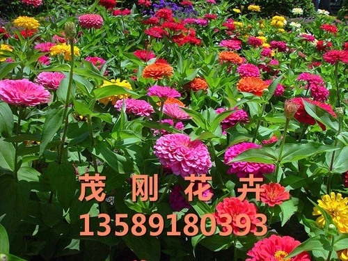 青州時令草花批發(fā)基地