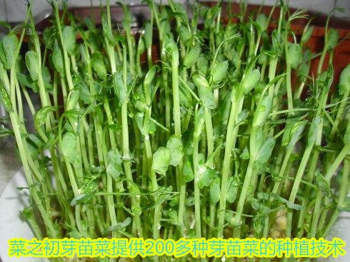 小小芽苗菜成為創(chuàng)業(yè)新機(jī)遇