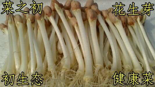 芽苗菜種植技術(shù)之庭院栽培技術(shù)