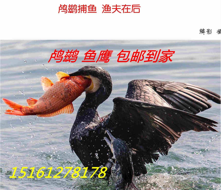 哪里有魚(yú)鷹出售賣的？哪里魚(yú)鷹價(jià)格便宜？