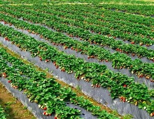 重慶法蘭地草莓苗種植資料