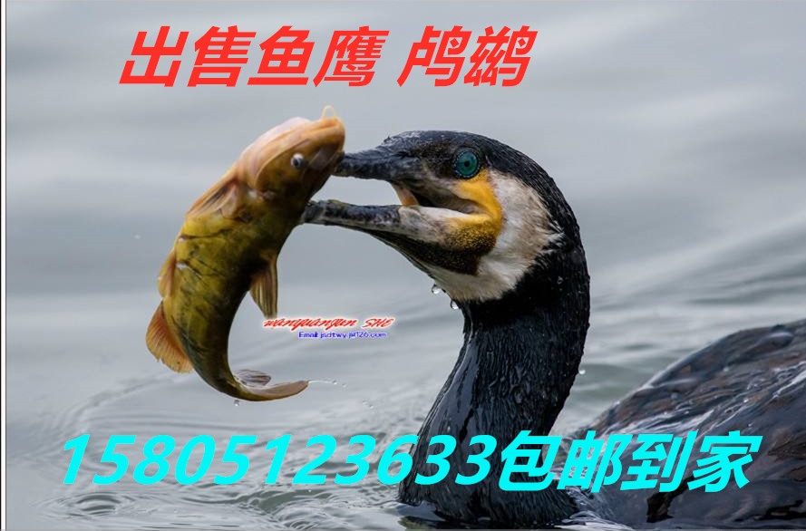 蚌埠哪里出售賣魚鷹價格便宜？ 哪里有出售賣魚鷹 鸕鶿價格便宜