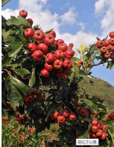 甜紅子山楂上市了，山東甜紅子山楂供應(yīng)商